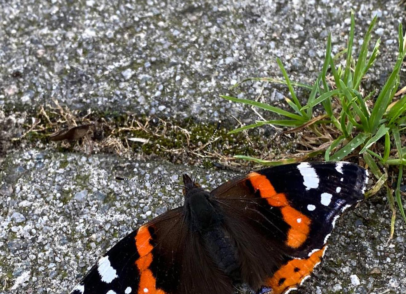 Oranje-zwarte vlinder op een stoeptegel